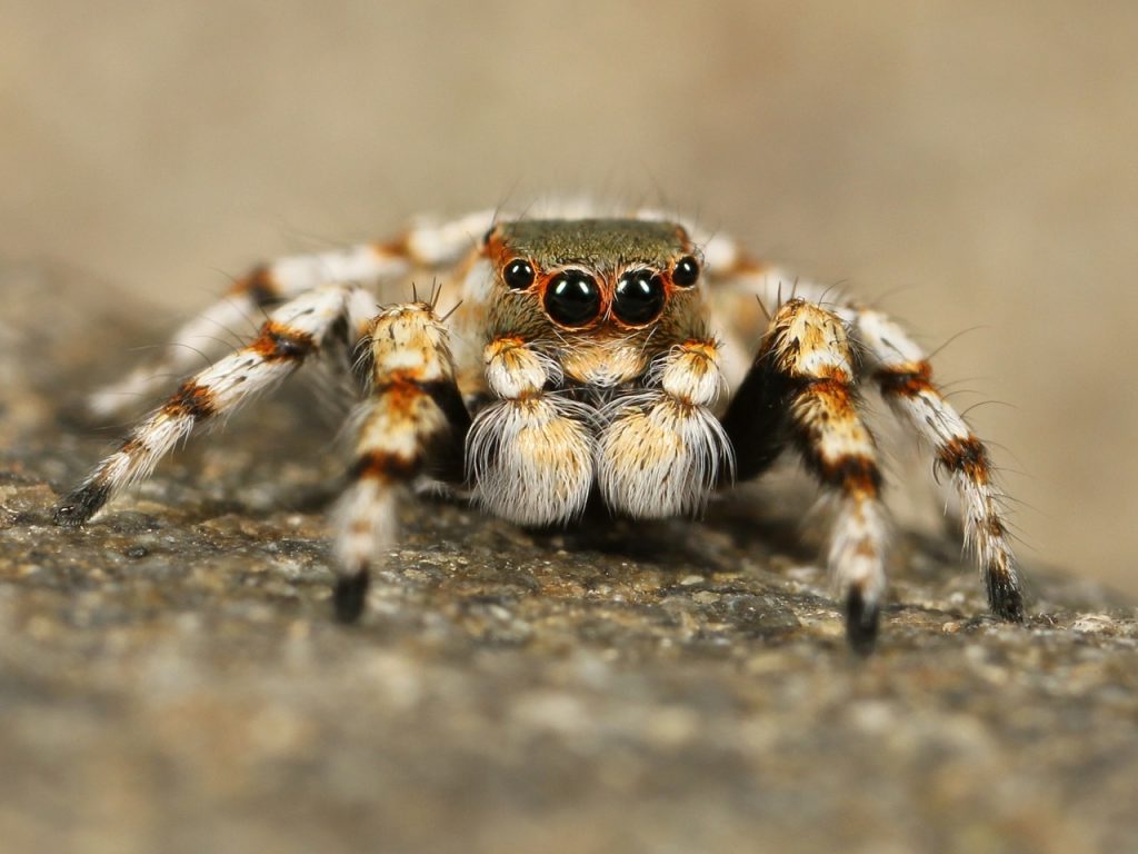 Scientists Train Spider To Jump On Command