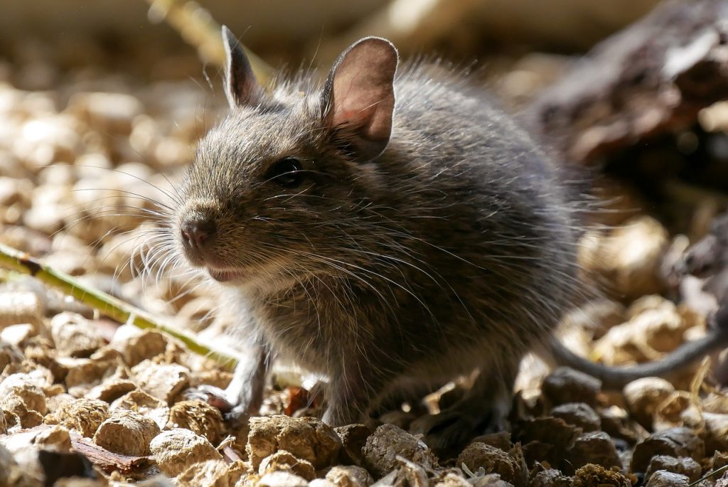 South Georgia Successfully Eradicates Rodent Problem