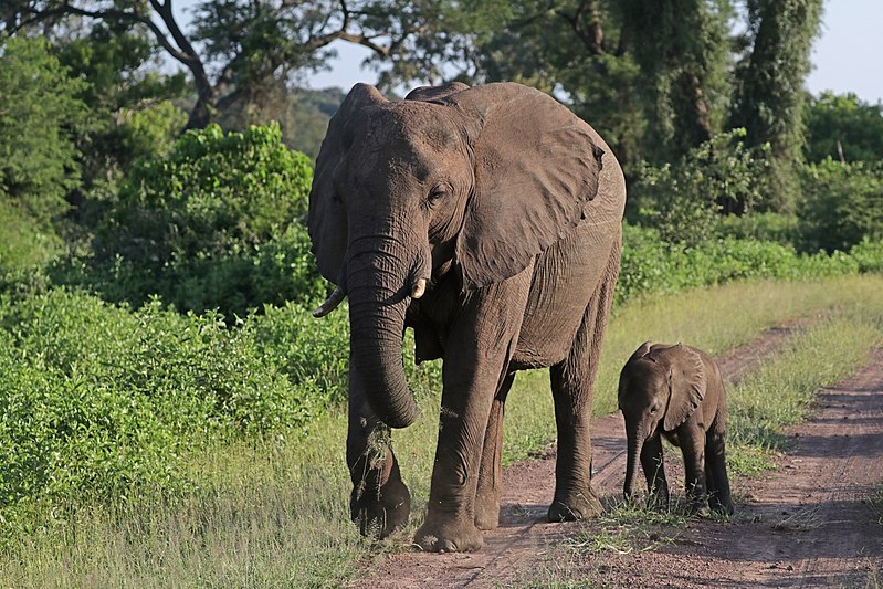 Almost 90 elephants have been found dead near sanctuary