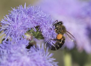 The world’s most commonly used pesticide is killing the bee population