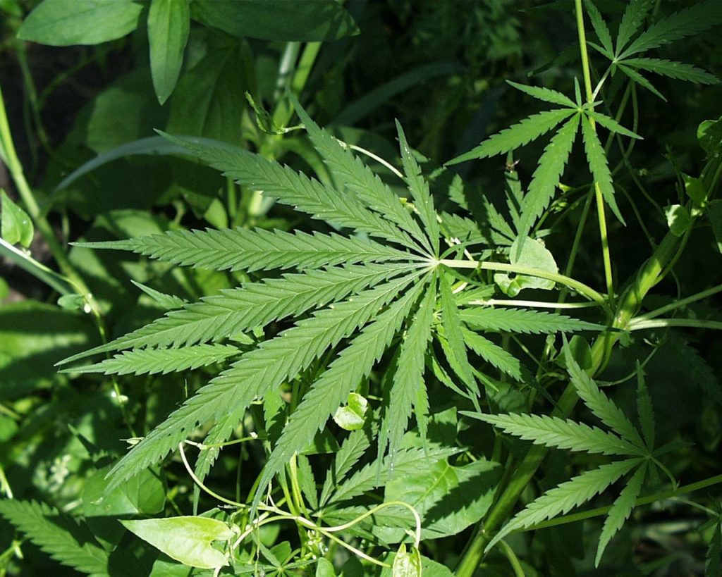 United States Cannabis producers are scared that Canada will control the industry