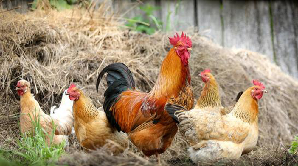 How raising backyard chickens can get you a six-figure income