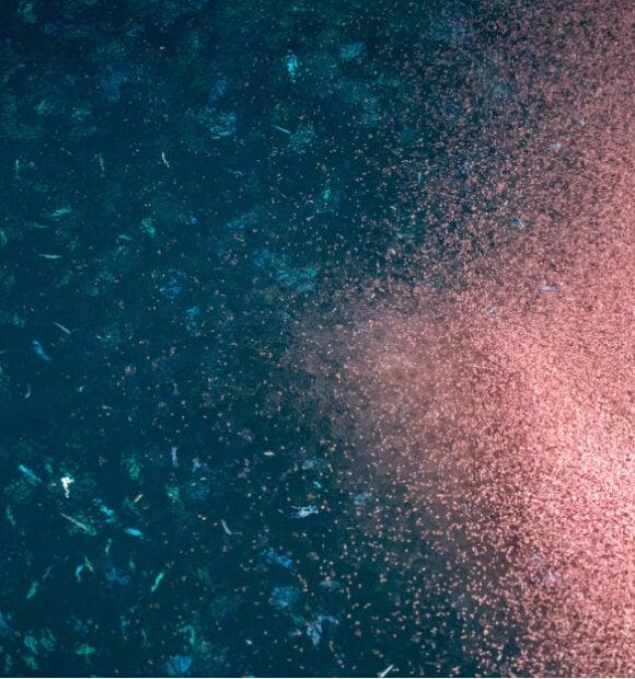 Photo from: Kori Krill Oil Website