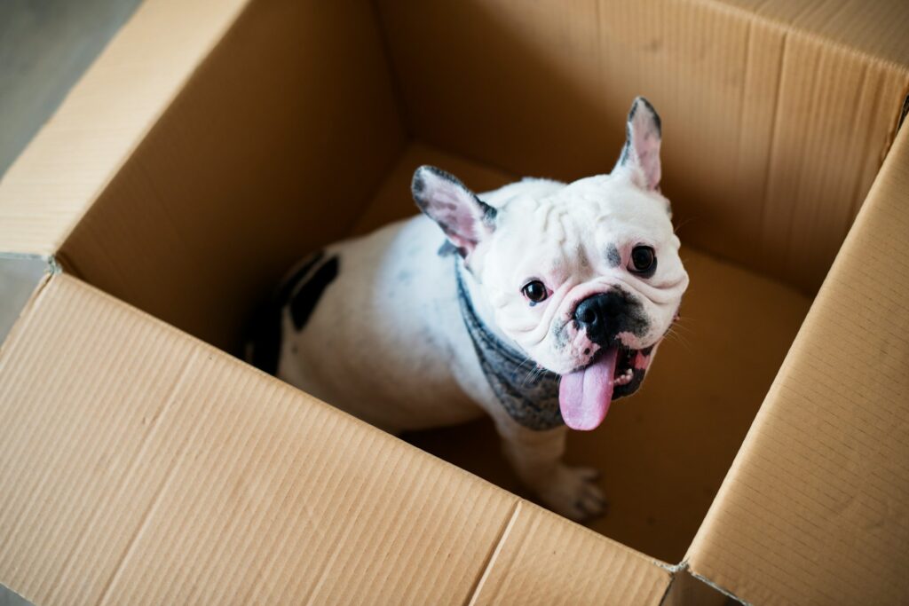 Why Do French Bulldogs End Up in Rescue