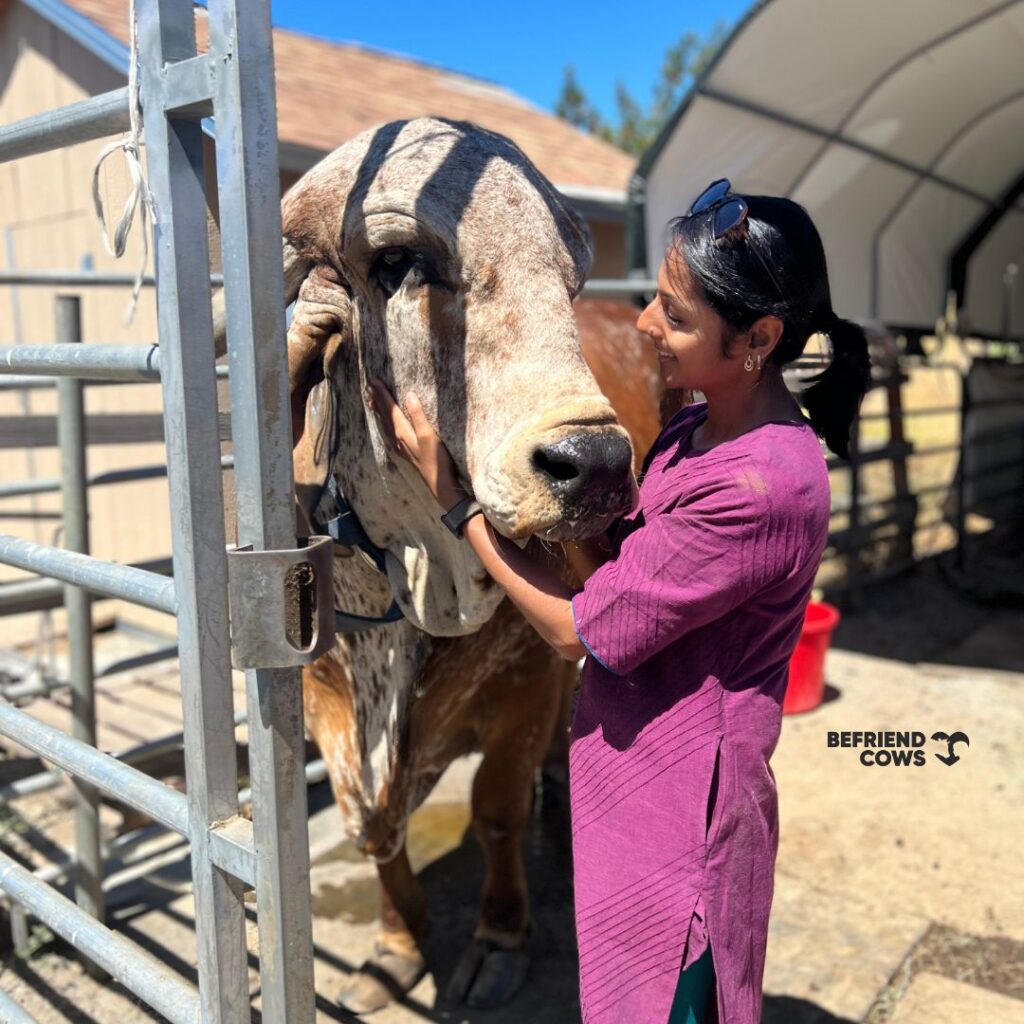 Preethi with Nandi the bull