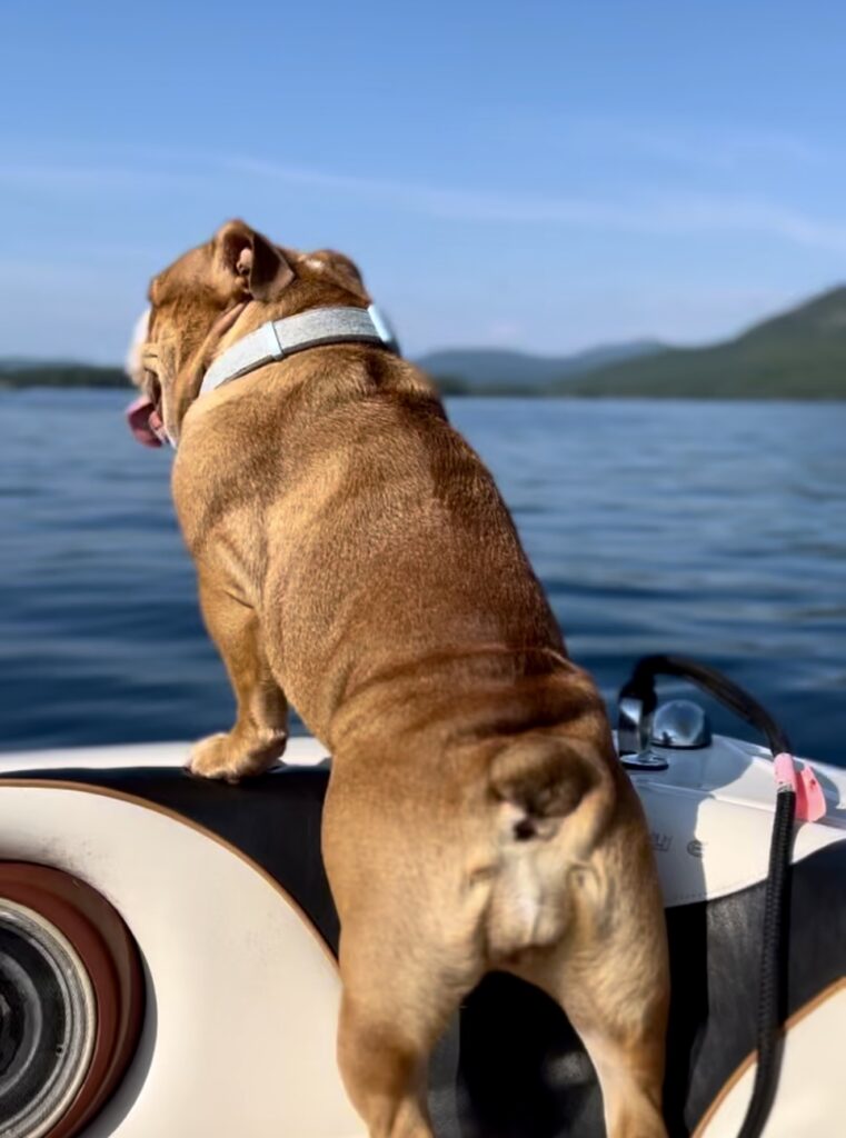 Luxury Lake George - dogs