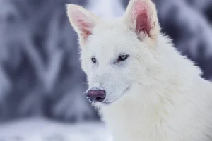 Colossal Bioscience