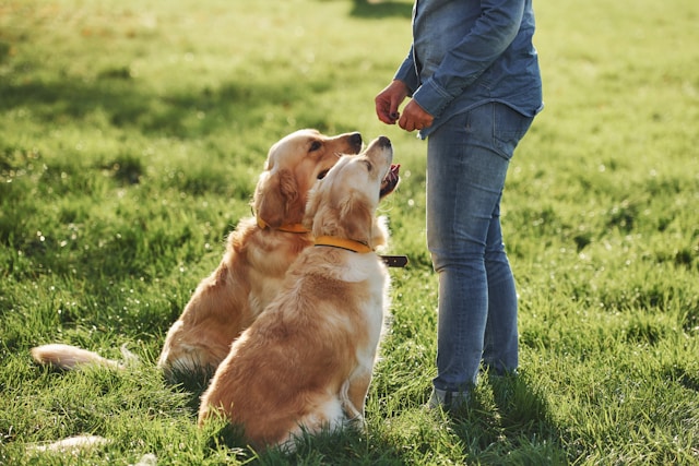 Golden Cavalier